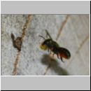 Osmia leiana - Mauerbiene 01c 9mm mit Harz fuer Trennwand- OS-Insektenhotel det.jpg